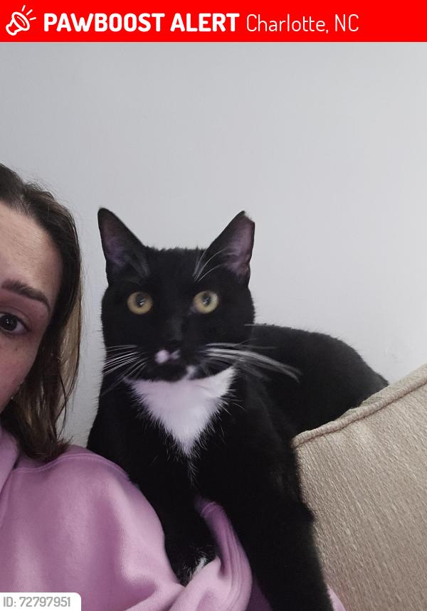 Lost Male Cat last seen Louise ave, Charlotte, NC 28205