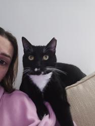 Lost Male Cat last seen Louise ave, Charlotte, NC 28205