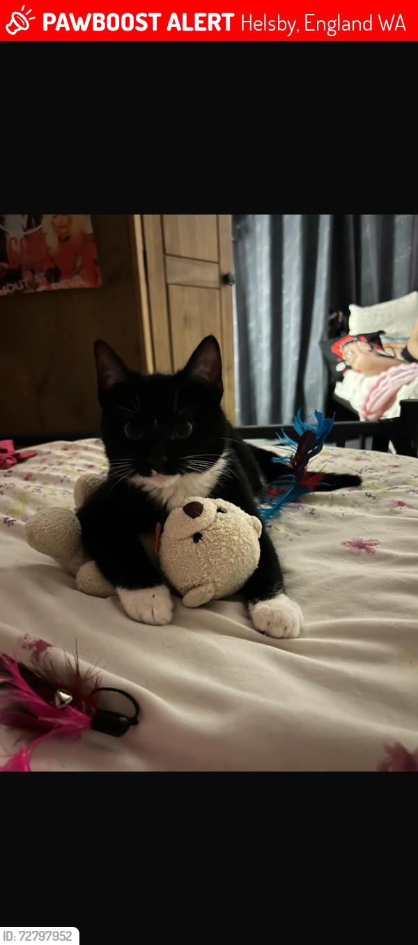 Lost Male Cat last seen Near irondish close, Helsby, England WA6