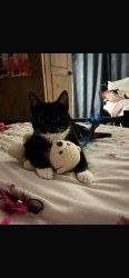 Lost Male Cat last seen Near irondish close, Helsby, England WA6