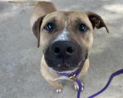 Shelter Stray Male Dog last seen CHARLOTTE, 8315 Byrum Dr, Charlotte, NC 28217, USA