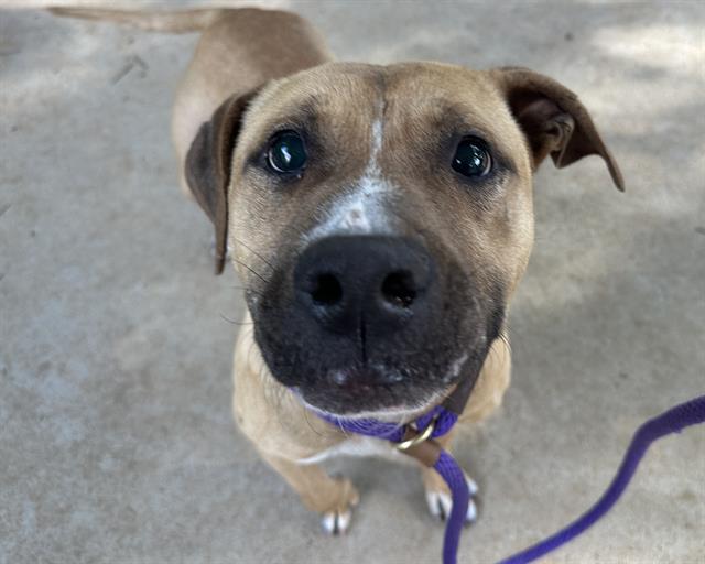 Shelter Stray Male Dog last seen CHARLOTTE, 8315 Byrum Dr, Charlotte, NC 28217, USA