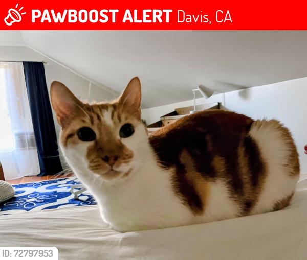 Lost Male Cat last seen W 8th St and Hawthorn Lane, Davis, CA 95616