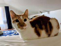 Lost Male Cat last seen W 8th St and Hawthorn Lane, Davis, CA 95616