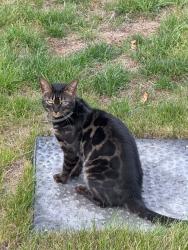 Lost Female Cat last seen London Road, Six Mile Bottom, Newmarket, Six Mile Bottom, England CB8 0TT