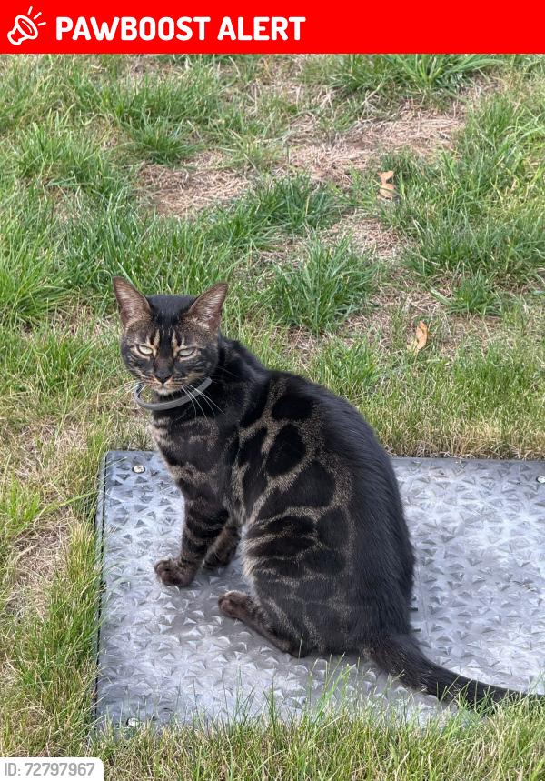 Lost Female Cat last seen London Road, Six Mile Bottom, Newmarket, Six Mile Bottom, England CB8 0TT
