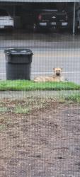 Found/Stray Unknown Dog last seen Harness and Westwood park (Virginia gill), San Antonio, TX 78227