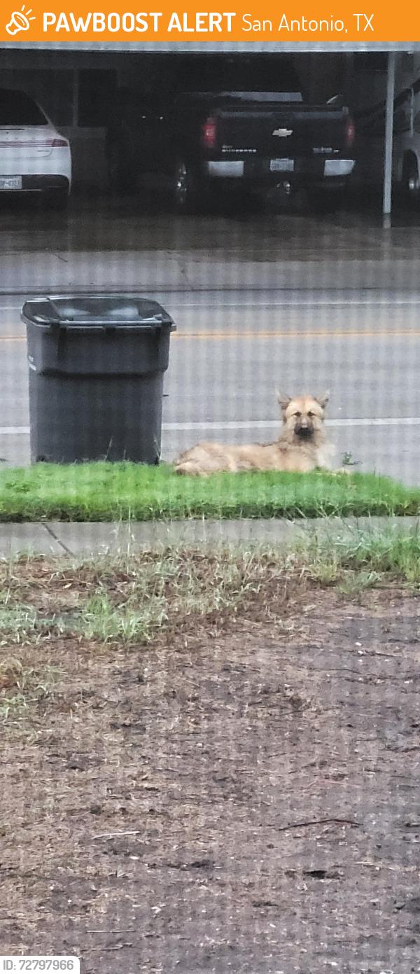 Found/Stray Unknown Dog last seen Harness and Westwood park (Virginia gill), San Antonio, TX 78227