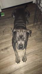 Reunited Male Dog last seen Main and Griffin. , Los Angeles, CA 90031