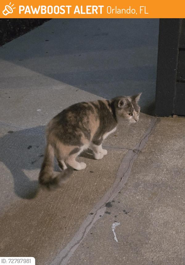 Found/Stray Male Cat last seen Near Holly Branch Rd. Orlando Fl., Orlando, FL 32811