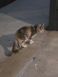 Found/Stray Male Cat last seen Near Holly Branch Rd. Orlando Fl., Orlando, FL 32811