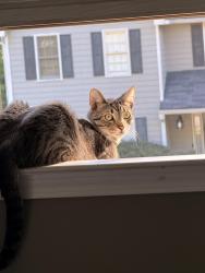 Lost Male Cat last seen Wooten Lake and Shiloh, Kennesaw, GA 30144