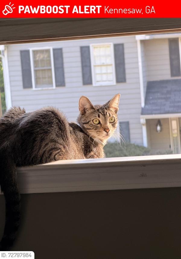 Lost Male Cat last seen Wooten Lake and Shiloh, Kennesaw, GA 30144