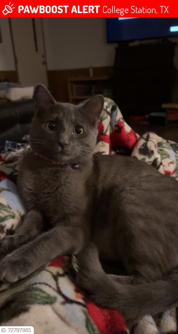 Lost Male Cat last seen River Rd near Myrtle Drive, College Station, TX 77845