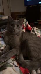 Lost Male Cat last seen River Rd near Myrtle Drive, College Station, TX 77845