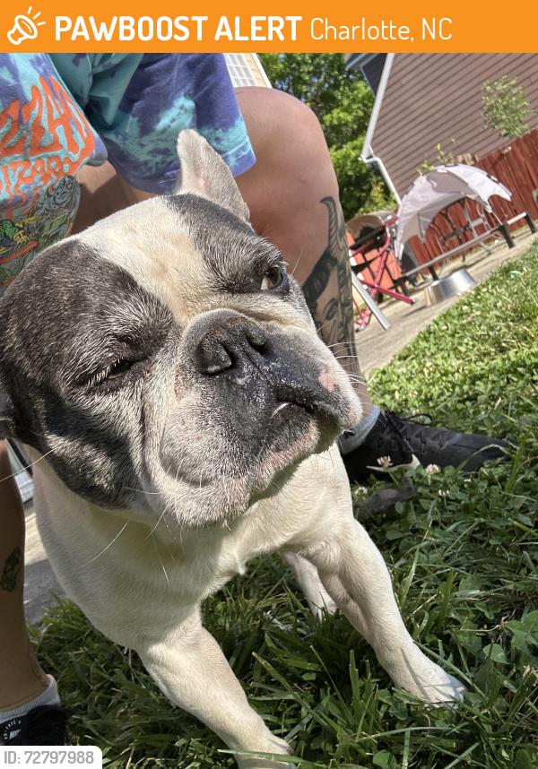 Found/Stray Male Dog last seen Near fox trot dr, Charlotte, NC 28269