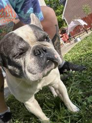 Found/Stray Male Dog last seen Near fox trot dr, Charlotte, NC 28269