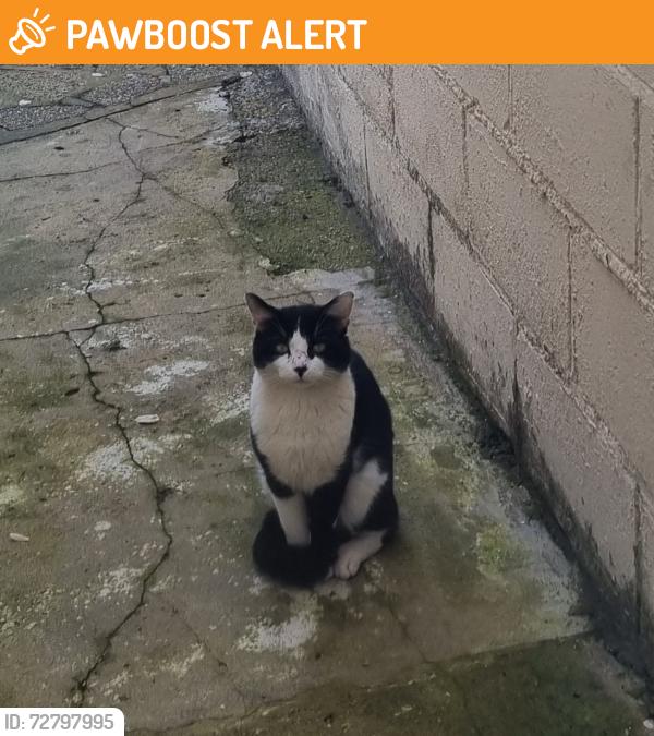 Found/Stray Male Cat last seen Fratton community centre, Fratton, England PO1 5JH