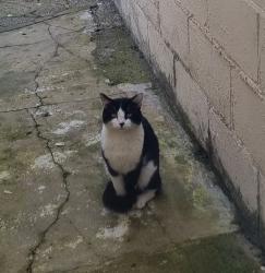 Found/Stray Male Cat last seen Fratton community centre, Fratton, England PO1 5JH