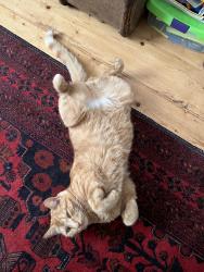 Lost Male Cat last seen Wheatfield Drive, Witney, England 