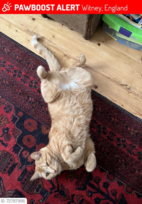 Lost Male Cat last seen Wheatfield Drive, Witney, England 