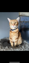Lost Male Cat last seen Pine glen , Columbia, SC 29210
