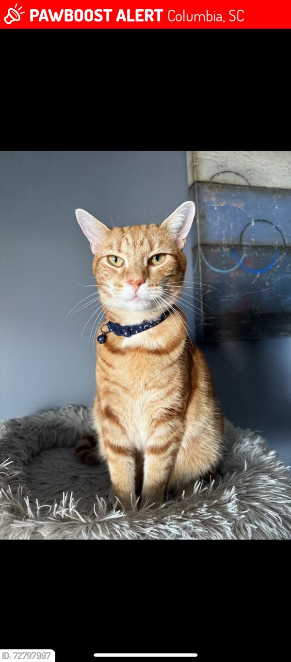 Lost Male Cat last seen Pine glen , Columbia, SC 29210