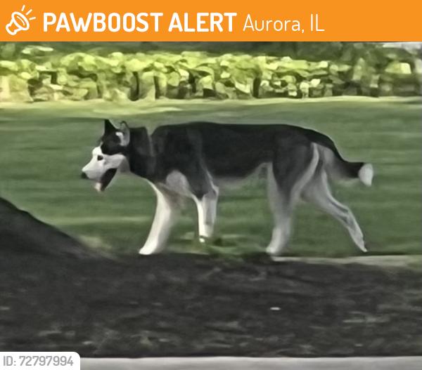 Found/Stray Unknown Dog last seen Downer & Elmwood, Aurora, IL 60506
