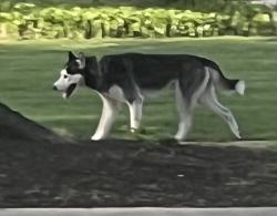 Found/Stray Unknown Dog last seen Downer & Elmwood, Aurora, IL 60506
