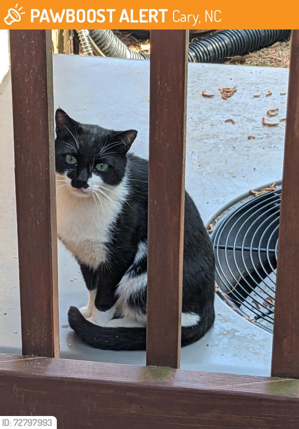 Found/Stray Unknown Cat last seen Wilshire Drive near Medcon Ct., Cary, NC 27511