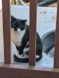 Found/Stray Unknown Cat last seen Wilshire Drive near Medcon Ct., Cary, NC 27511