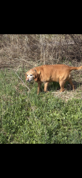 Found/Stray Female Dog last seen Cheese factory rd , Cambridge, ON 