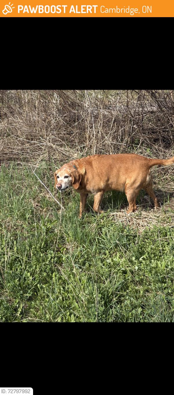 Found/Stray Female Dog last seen Cheese factory rd , Cambridge, ON 