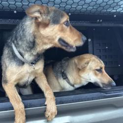 Found/Stray Unknown Dog last seen Woodside Rd x Camden Way, Carrollton, TX 75007