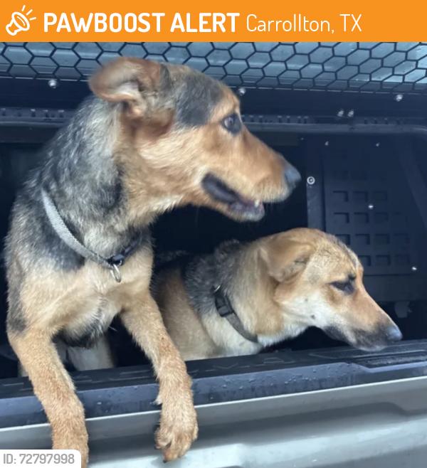 Found/Stray Unknown Dog last seen Woodside Rd x Camden Way, Carrollton, TX 75007