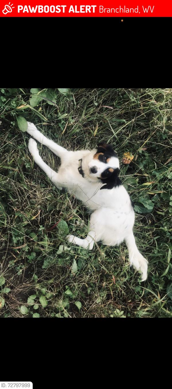 Lost Female Dog last seen Trace fork road, Branchland, WV 25506