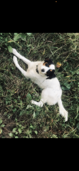 Lost Female Dog last seen Trace fork road, Branchland, WV 25506