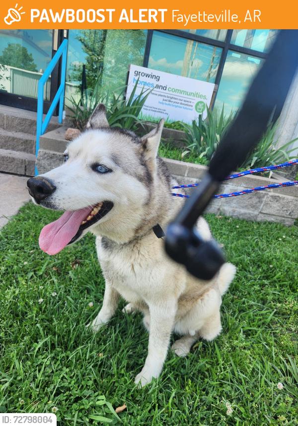 Found/Stray Male Dog last seen Habitat Humanity Restore , Fayetteville, AR 72701