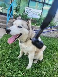 Found/Stray Male Dog last seen Habitat Humanity Restore , Fayetteville, AR 72701