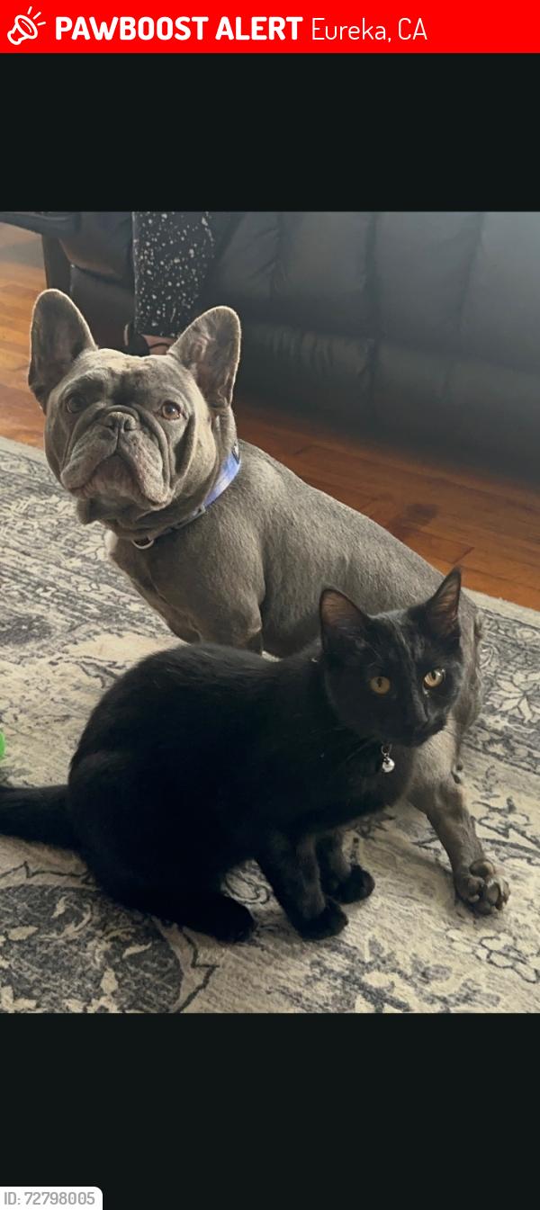 Lost Male Cat last seen Albee/Highland, Eureka, CA 95503