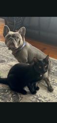 Lost Male Cat last seen Albee/Highland, Eureka, CA 95503