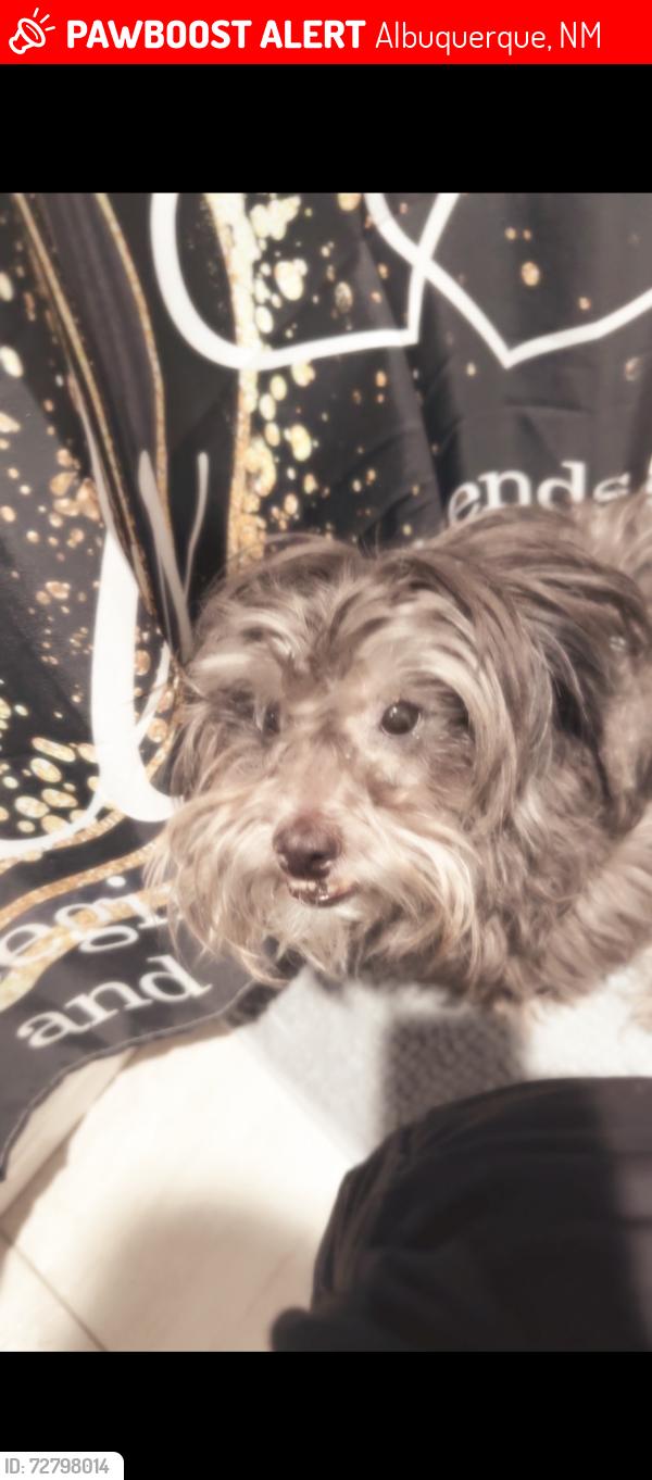 Lost Male Dog last seen Coors and estancia, Albuquerque, NM 87120