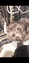 Lost Male Dog last seen Coors and estancia, Albuquerque, NM 87120