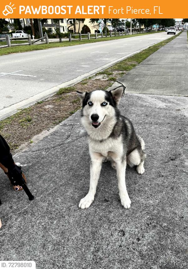 Found/Stray Male Dog last seen Sunrise Blvd and Hayes Rd, Fort Pierce, FL 34950