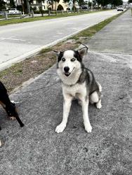 Found/Stray Male Dog last seen Sunrise Blvd and Hayes Rd, Fort Pierce, FL 34950