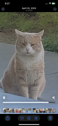 Lost Male Cat last seen Del paso blvd & calvados ave, Sacramento, CA 95815