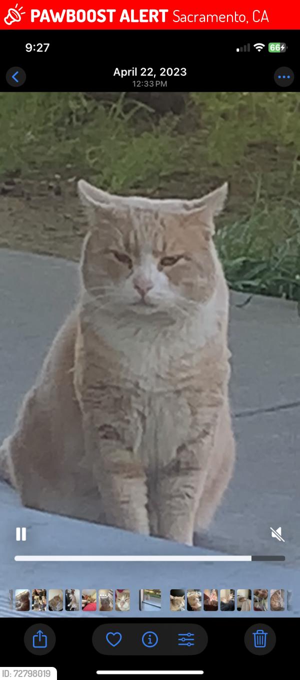 Lost Male Cat last seen Del paso blvd & calvados ave, Sacramento, CA 95815