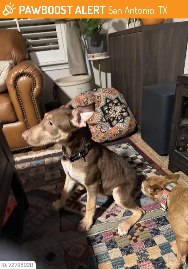Found/Stray Female Dog last seen Parkwood way, San Antonio, TX , San Antonio, TX 78249
