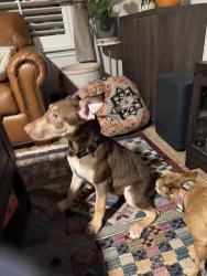 Found/Stray Female Dog last seen Parkwood way, San Antonio, TX , San Antonio, TX 78249