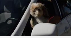 Lost Female Dog last seen Bear Valley Road, Victorville, CA 92392